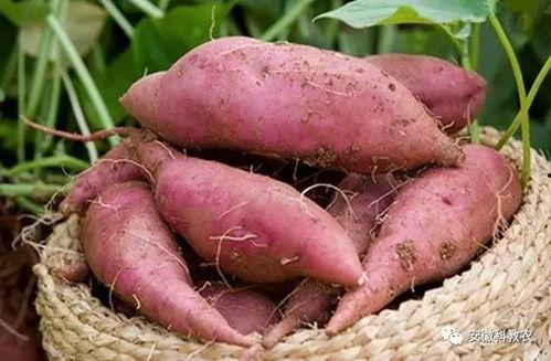 国产红薯栽培技术视频,从选种到收获的全程解析