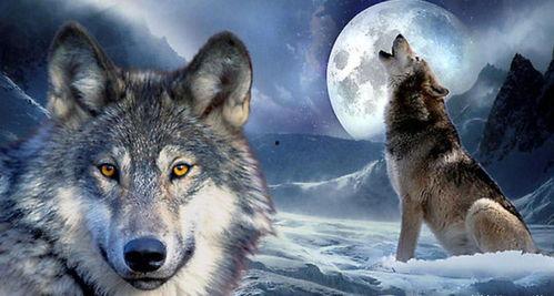 国产野狼视频网站,探索国内短视频新潮流