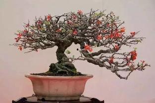 国产长寿梅养殖方法视频,视频教程助您轻松种植