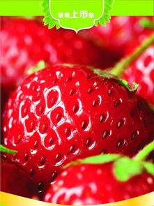 99草莓国产免费视频