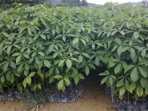 国产大叶伞修剪视频大全,视频大全深度解读