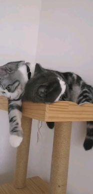 国产猫粮喂食视频,营养均衡，猫咪健康成长