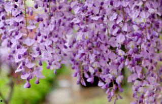 国产紫藤花种植方法视频,视频教程详解