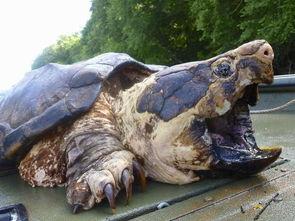 国产大鳄钓鱼视频